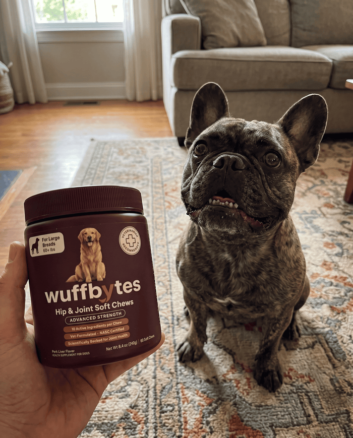 @walter.the.frenchie