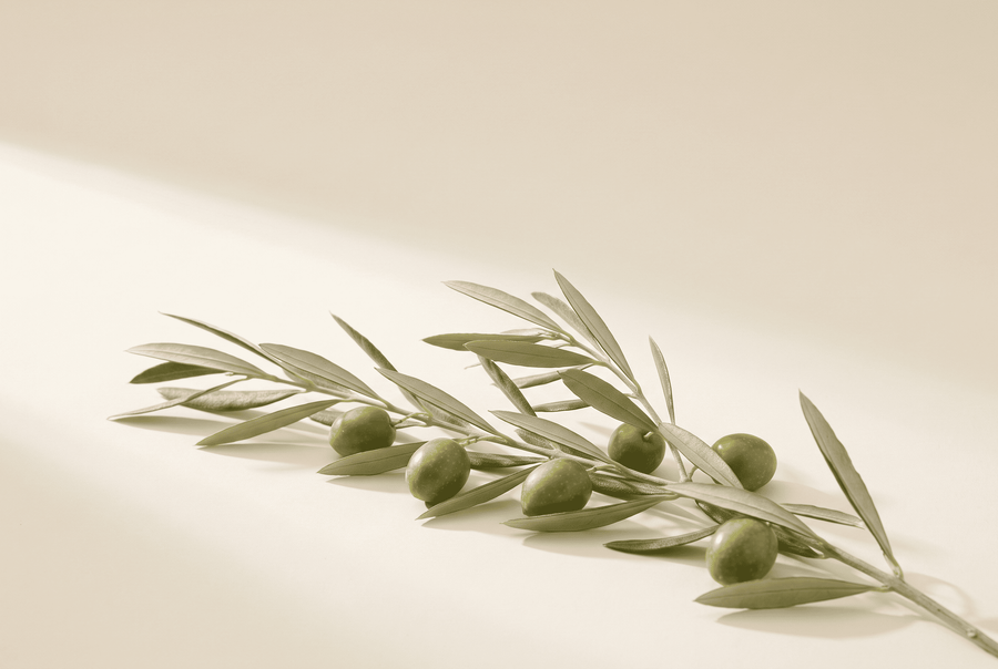 Olive Leaf for the Other Half