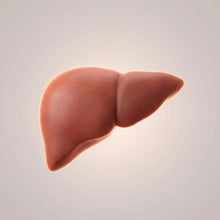 Illustration of a healthy liver